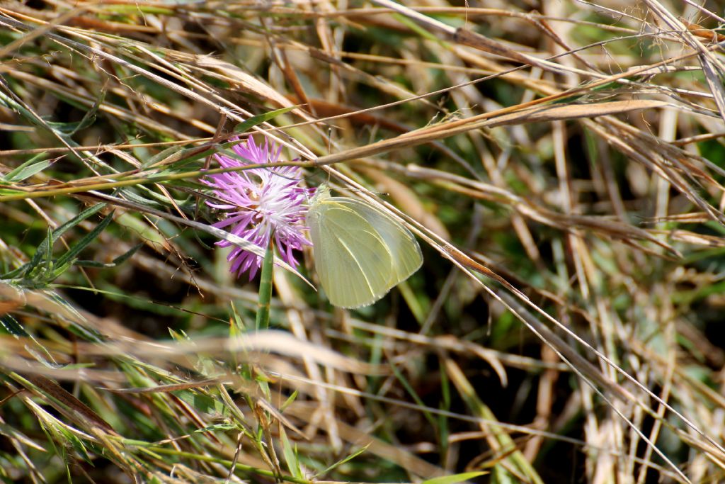 Pieris rapae? S